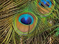 ✔️】Significación de las plumas de pavo real - Cultivando el
