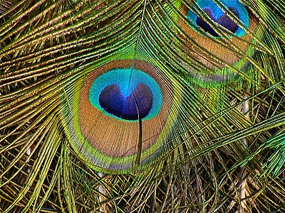 detail of a blue peacock feather