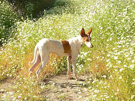 Podenco_Canaria