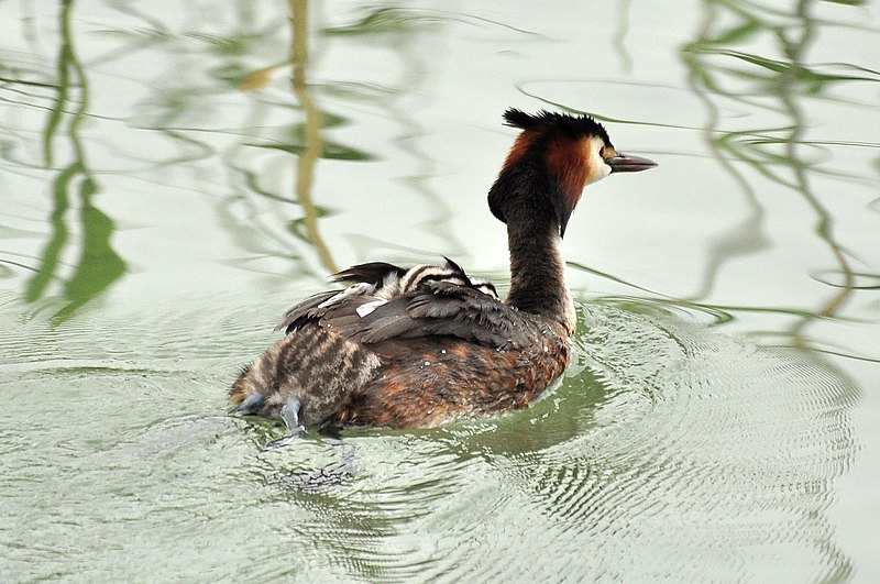 File:Podiceps cristatus - Holzbrücke 2011-06-09 17-30-52.jpg