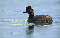 Podiceps nigricollis (Marek Szczepanek)