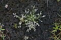 * Nomination Polycarpaea corymbosa --Vengolis 01:41, 26 August 2017 (UTC) * Promotion Good quality. -- Johann Jaritz 01:58, 26 August 2017 (UTC)