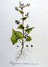 Polygonum tataricum — Flora Batava — Volume v8.jpg