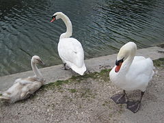 Port of the Dijon canal 0051.jpg