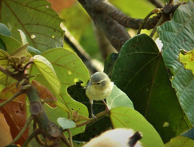 File:Possibly Gray-crowned Yellow-throat. Geothlypis poliocephala (43568109751).jpg