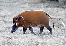 Potamochoerus porcus - Disney's Animal Kingdom Lodge, Orlando, Florida, USA - 20100119 - 02.jpg