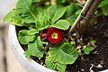 Primrose (Primula vulgaris).