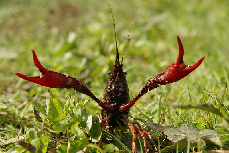 File:Procambarus clarkii 01.jpg