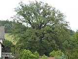 Prosečné - památný dub