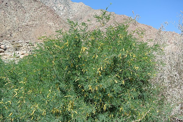 Velvet mesquite (Prosopis velutina)