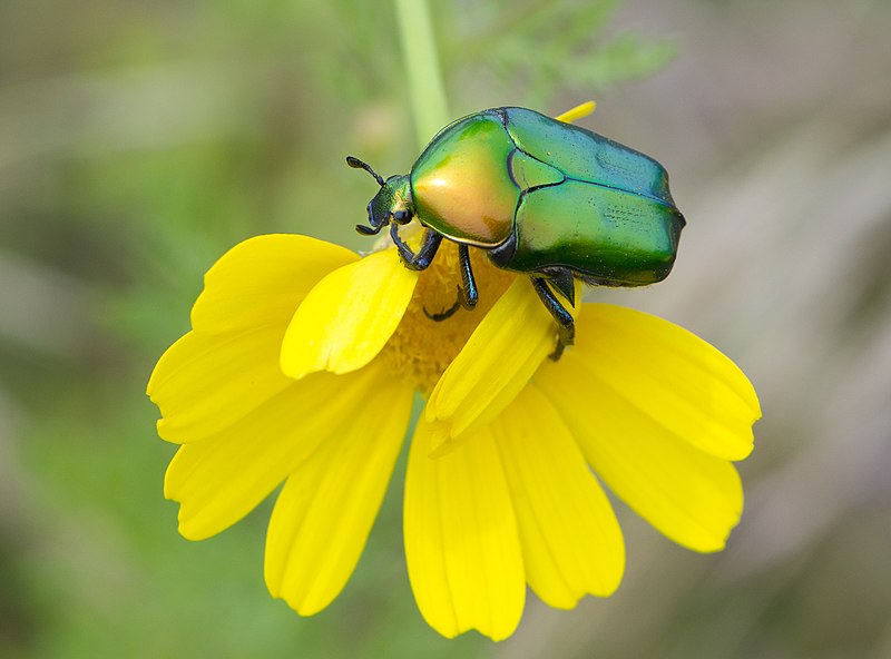 File:Protaetic cuprea ignicollis 2023-03-22 IZE-066.jpg