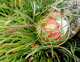 <i>Protea montana</i> Species of flowering plant in the family Proteaceae endemic to South Africa