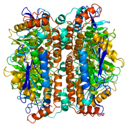 Протеин ECHS1 PDB 1dub.png