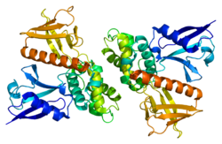 Белок NF2 PDB 1h4r.png