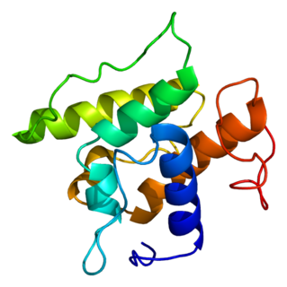 <span class="mw-page-title-main">Transgelin</span>