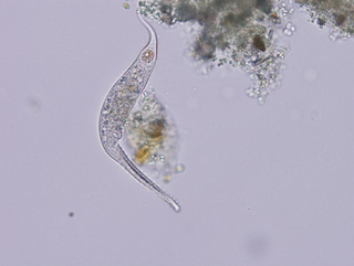 Dileptus margaritifer Species of single-celled organism