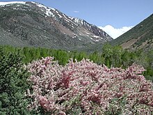 Prunus andersonii, Eastern Sierra Nevada Prunus andersonii May 21, 2001, Sierra Nevada foothills east of Bishop, CA at 2480 m elevation.jpg