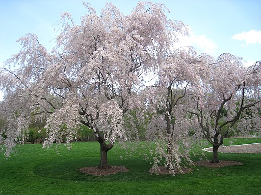 Prunus subhirtella 'Pendula', Arnold Arboretum - IMG 5949