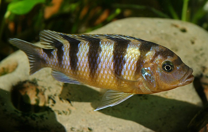 File:Pseudotropheus lombardoi 5.jpg