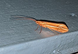 Psychoglypha subborealis