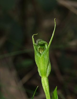 <i>Pterostylis foliata</i> Species of orchid