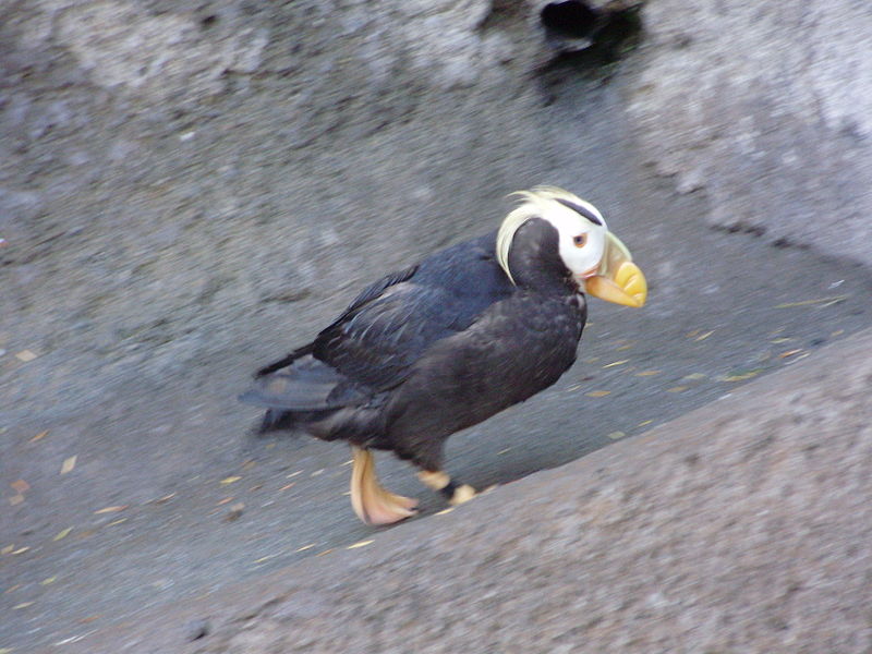 File:Puffin running.jpg