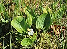 Purva cūkausis - Calla palustris pie Mazā Jūgezera, pārpurvotajā DR krastā.