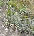 Puya lineata (1).jpg