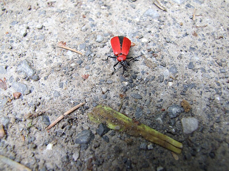 File:Pyrochroa coccinea Düsseldorf.jpg