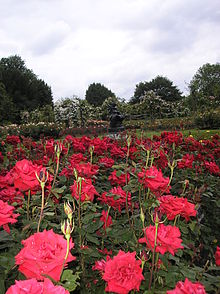 Queen Mary Gardens in Regent's Park, London Queen Mary's Gardens P6110014.JPG