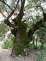 Quejigo (Quercus faginea) en El Bosque