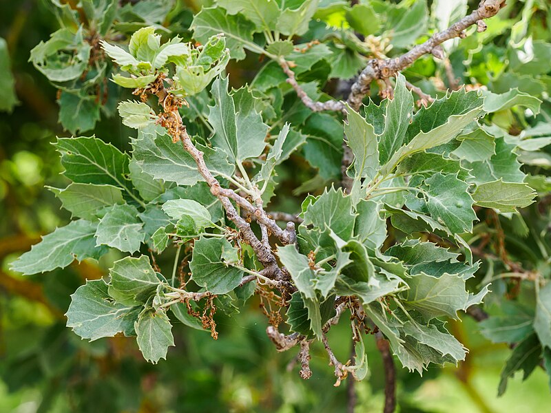 File:Quercus ithaburensis macrolepis-3.jpg