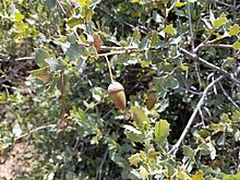 Arizona shrub oak acorns. Quercus turbinella. Quercus turbinella acorns. Common name Arizona shrub oak..jpg