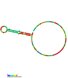 Regulatory region of repBA gene