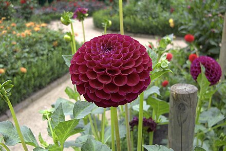 Dahlia plants are tender perennials that originate from climates that are warm all year round and need special care to survive cold winters.