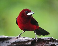 Ramphocelus dimidiatus Toche pico de plata Crimsom-backed Tanager (8540577750).jpg