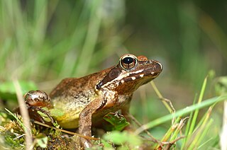 <span class="mw-page-title-main">Dybowski's frog</span> Species of amphibian