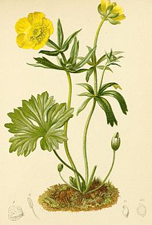 Ranunculus montanus Atlas Alpenflora.jpg