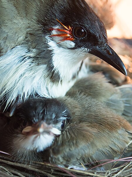 File:Red-Whiskered Bulbul with Chick.jpg