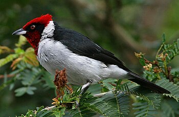 Red-capped Cardinal (Paroaria gularis nitrogen...