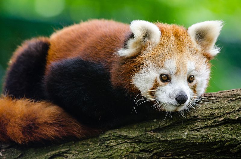 File:Red Panda (19549489036).jpg