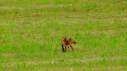 File:Red fox (Vulpes vulpes) looking for a mouse.webm
