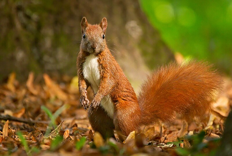 File:Red squirrel (50344119788).jpg