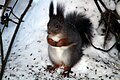 Red squirrel - Flickr - GregTheBusker (3).jpg