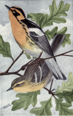 Thumbnail for File:Reed-blackburnian warbler.png
