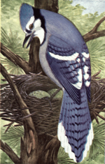 Thumbnail for File:Reed-blue jay.png