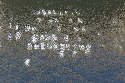 Reflections of Elbphilharmonie windows on water