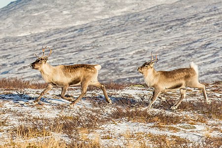 Reindeer at Ljungris.