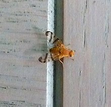 Ragoletis basiola. Gul kestirib, uchish. Tephritidae - Flickr - gailhampshire.jpg