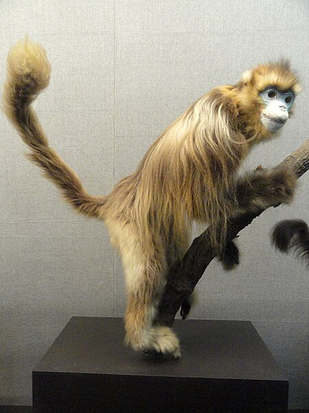 File:Rhinopithecus roxellana - Kunming Natural History Museum of Zoology - DSC02525.JPG